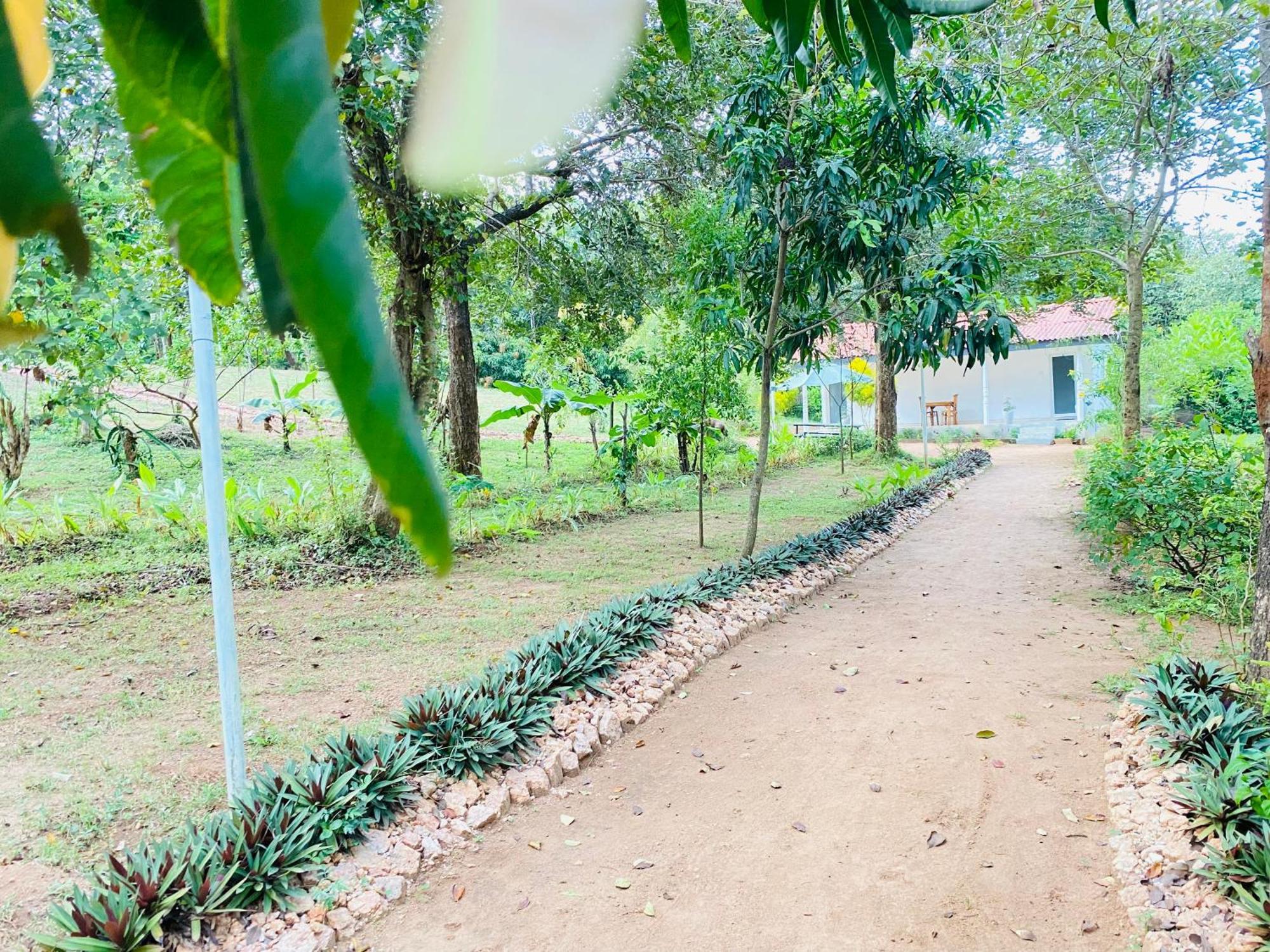 Ima Villa Sigiriya Eksteriør billede
